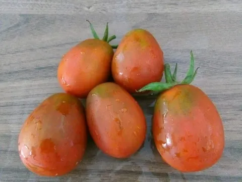 Rajčica