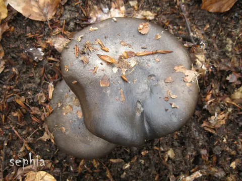 Ožujke ili martovke :) ( Hygrophorus marzuolis ),