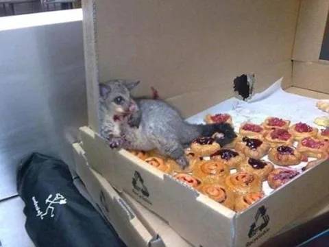 my spirit animal
