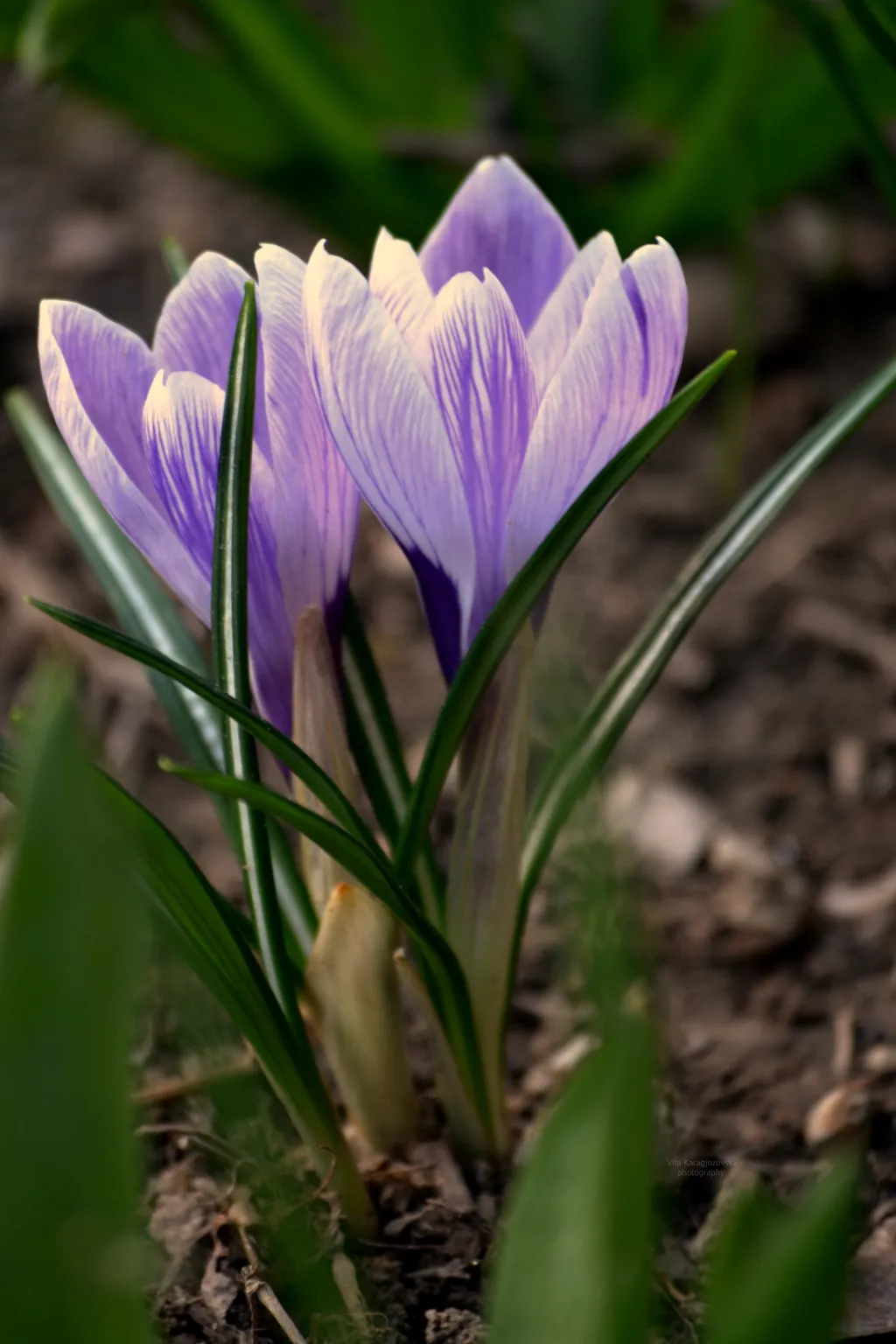 Crocus
