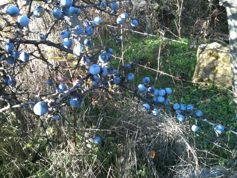 Džem od trnine