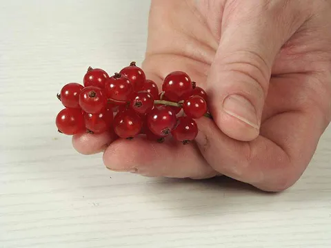 Čišćenje crvenog ribiza