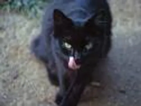 she-kitty