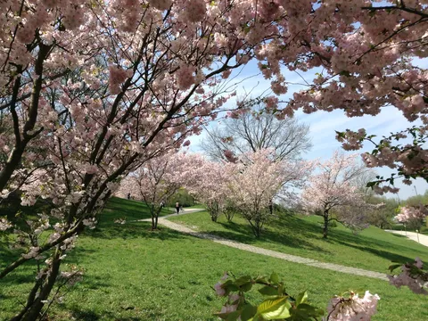 Proljece u Olympiapark, München