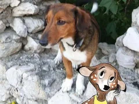 sonia u nevolji
