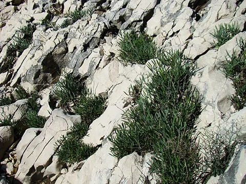 matar