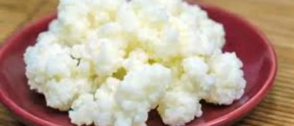 Kefir (tibetanska) gljiva