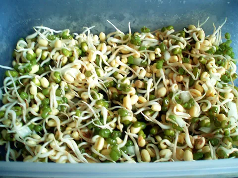Mung grah, klice