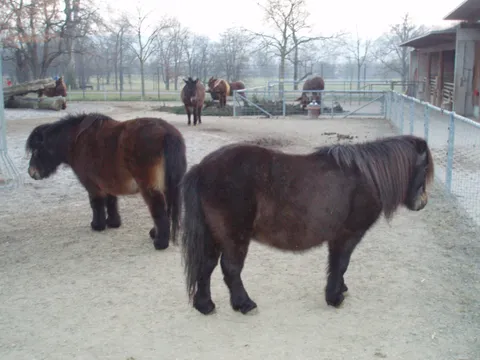 pony
