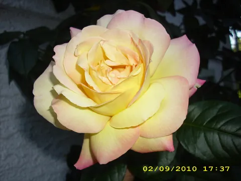 Draga Valerija10