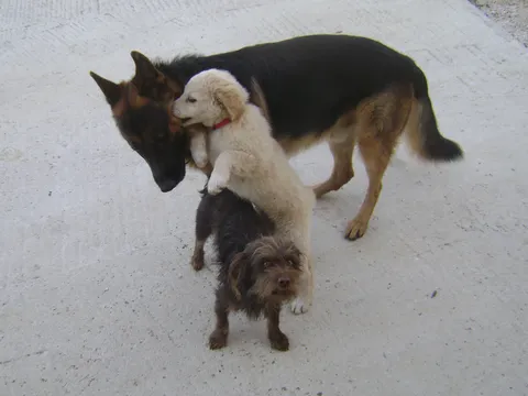 moji psi