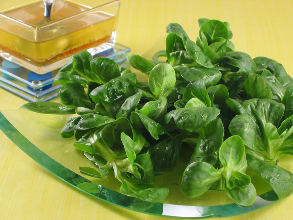 Matovilac salata