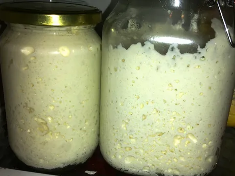 Kvas / kiselo tijesto / Lievito madre / Sourdough starter by DajanaD