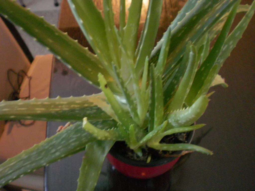 agave potatorum kichiokan variegata Agave Potatorum Kichiokan Sectoral Variegated main image 0