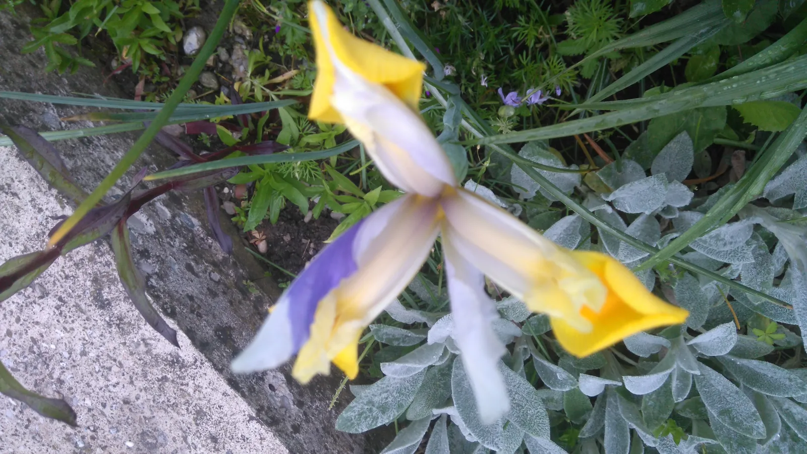 Moj iris