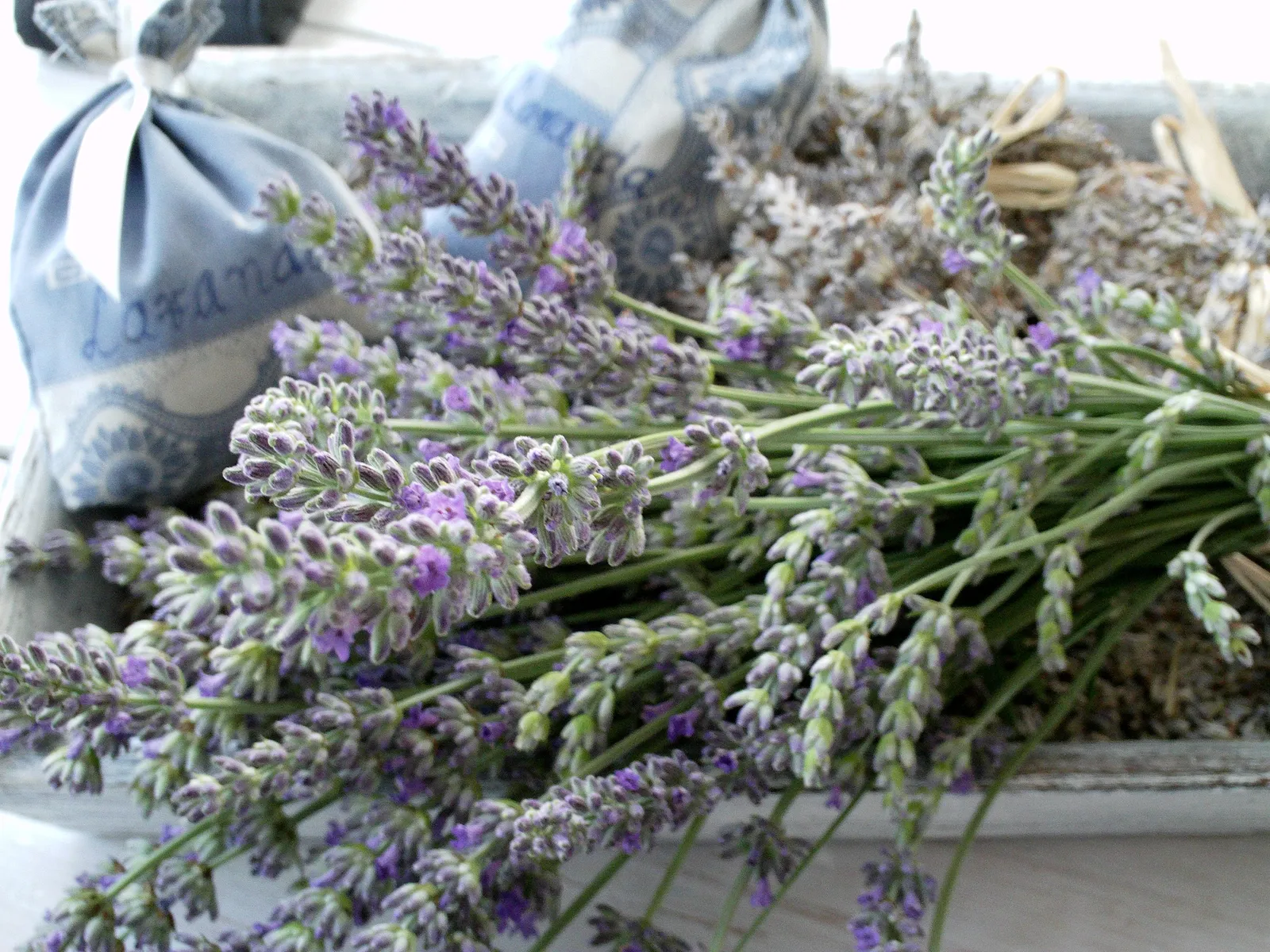 Lavanda….