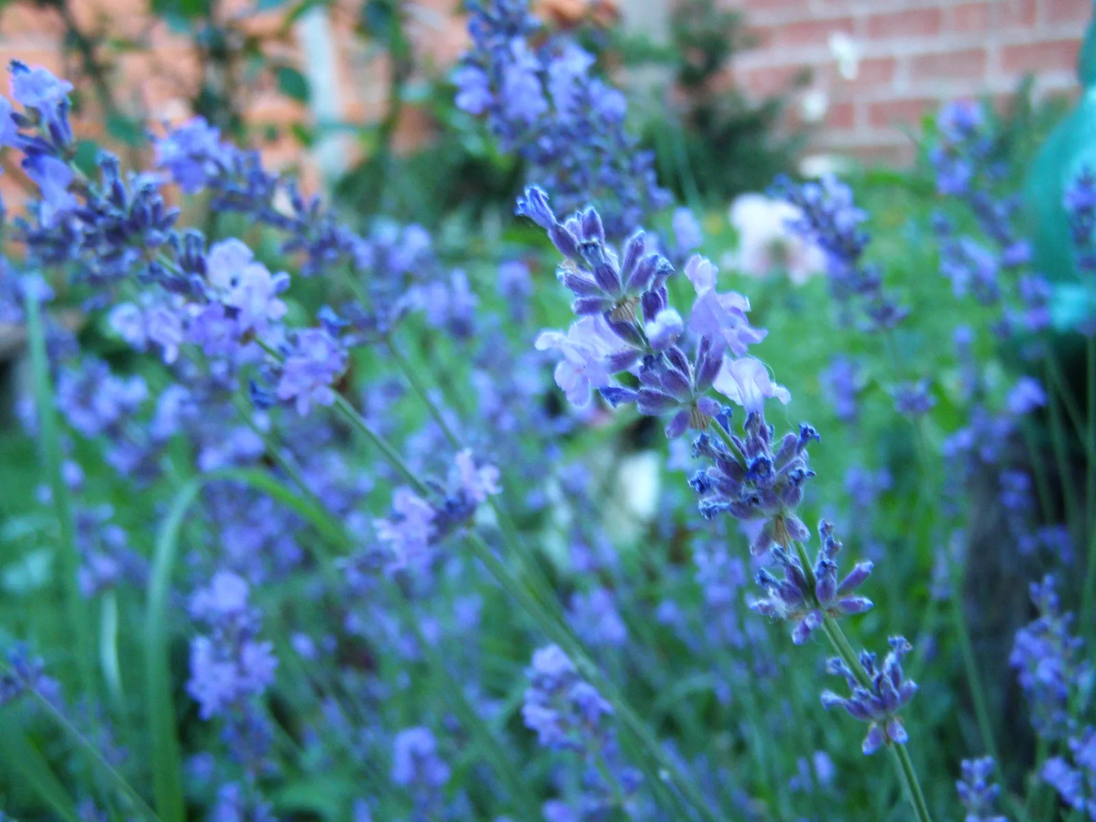 Lavanda