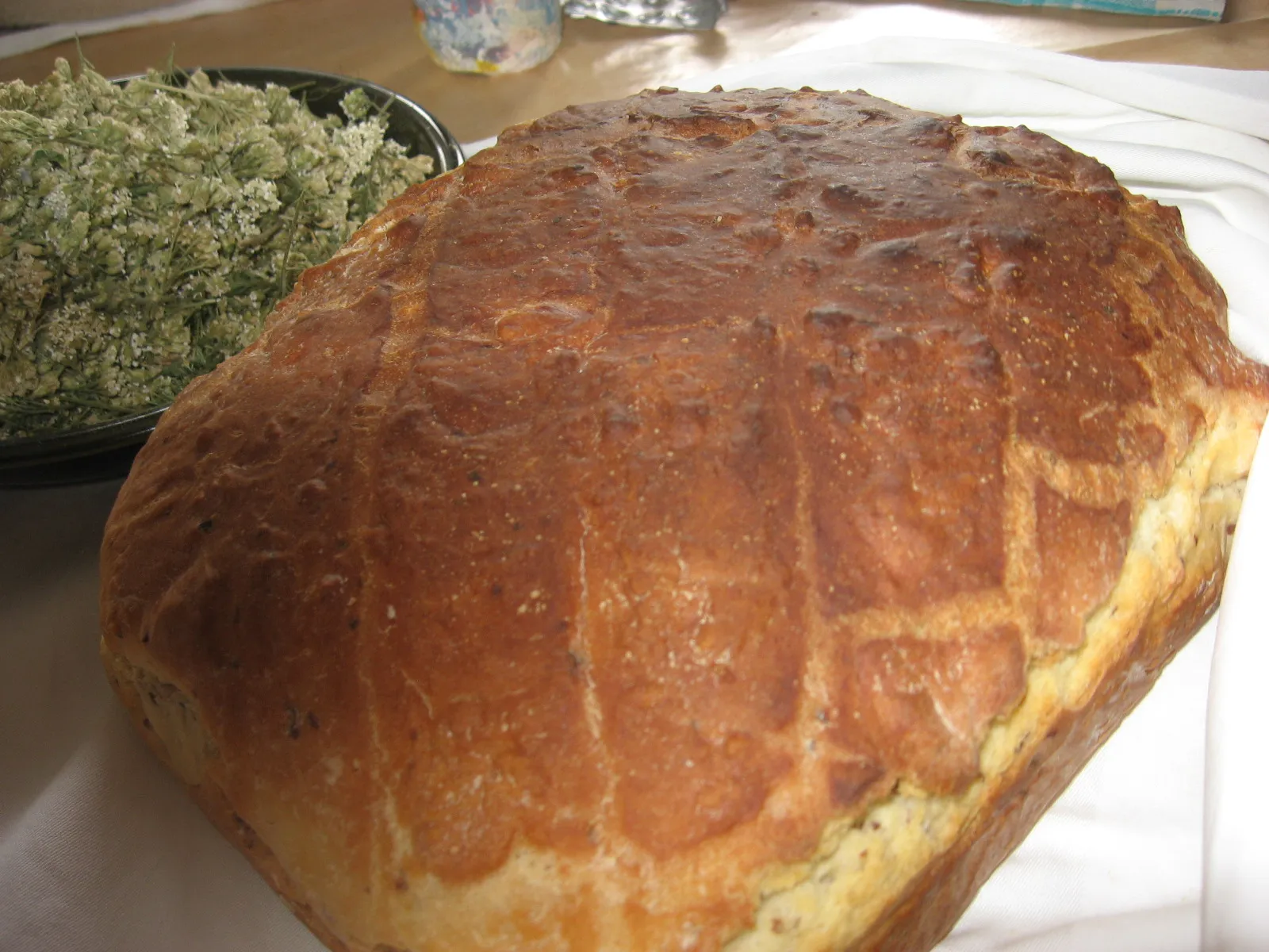Kruh brzi prema Tajli