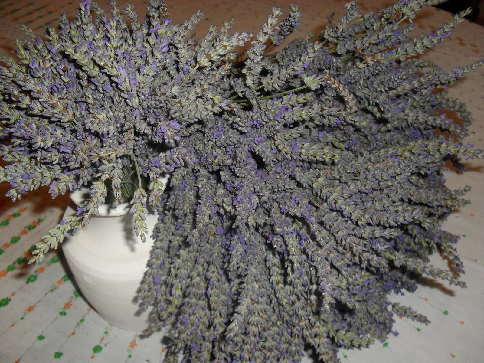 Lavanda