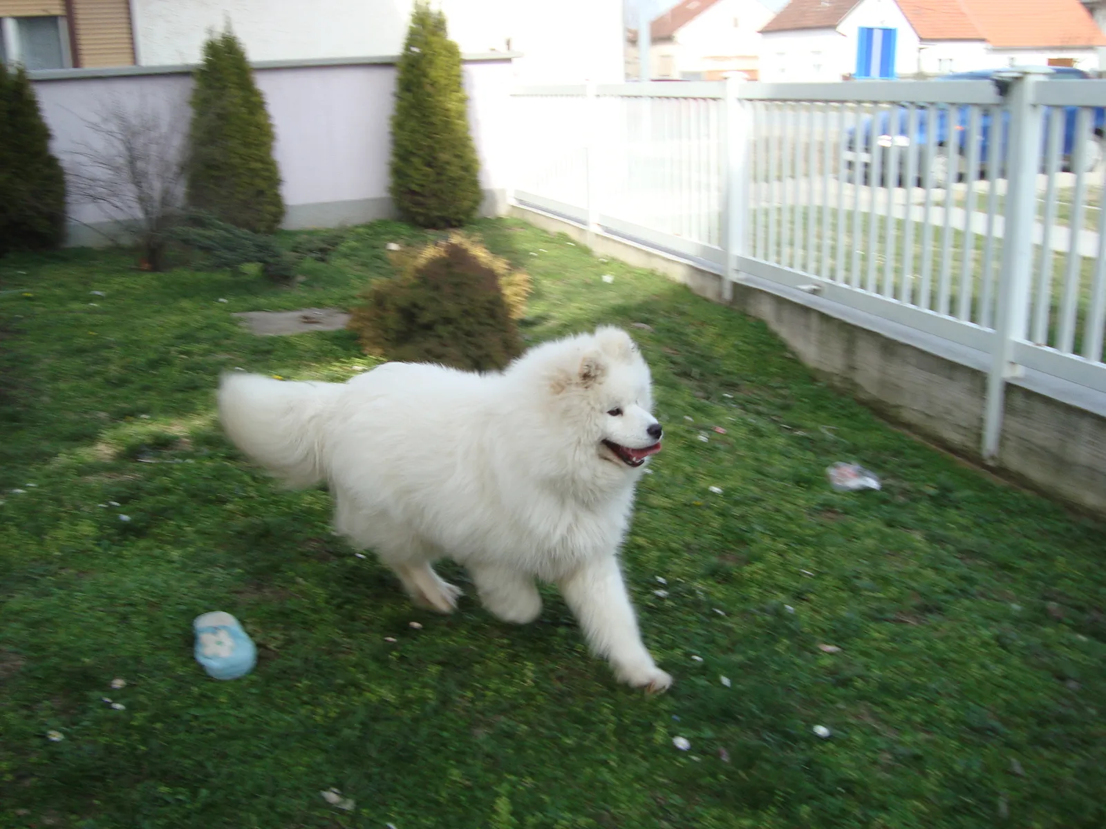 TASHA