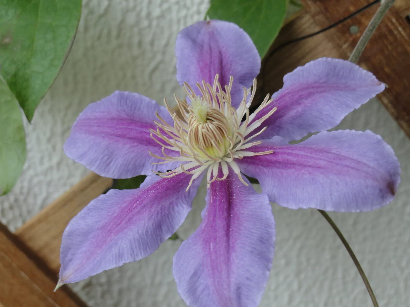 danas je procvjetao još jedan clematis…