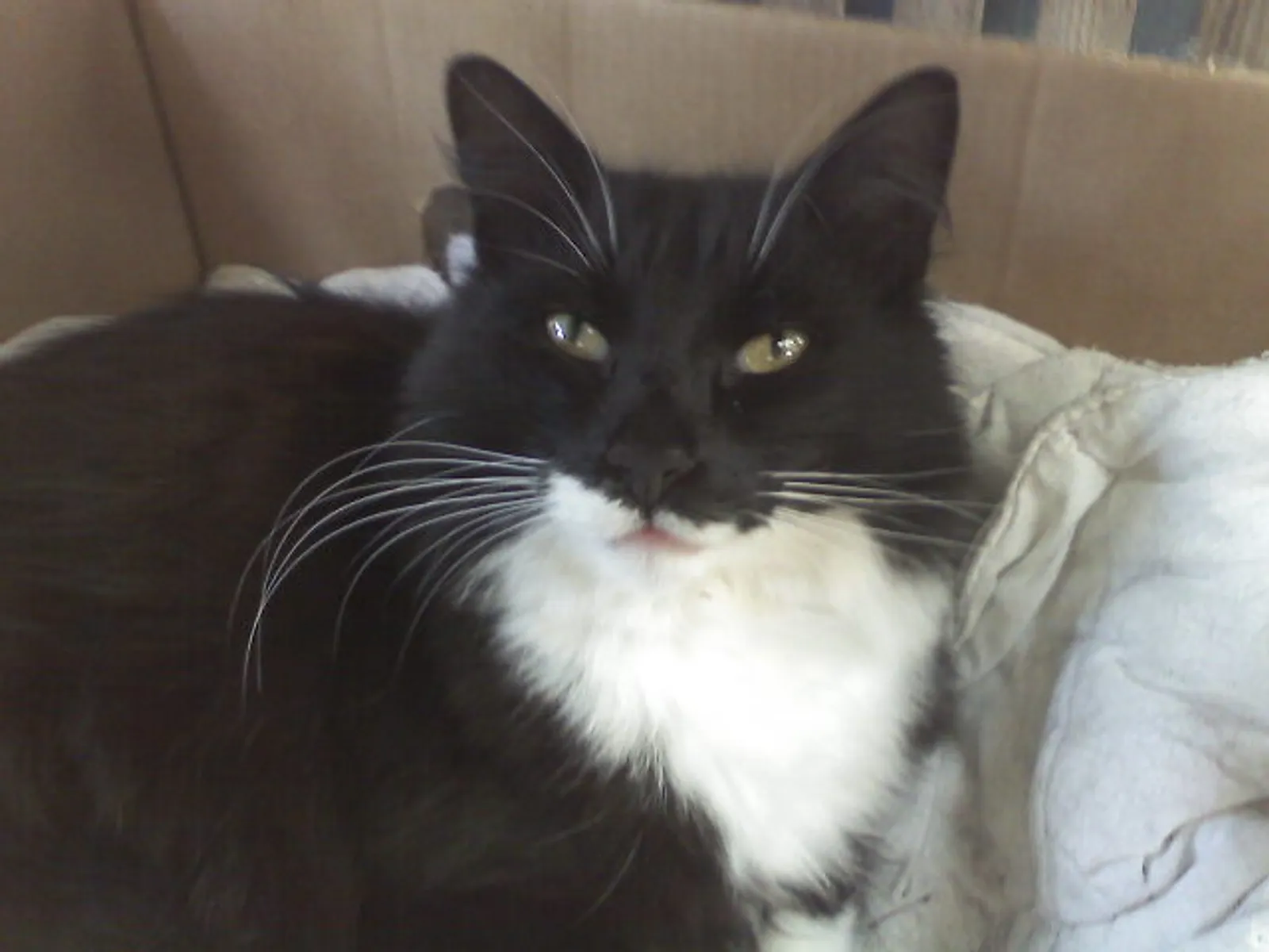 Missi