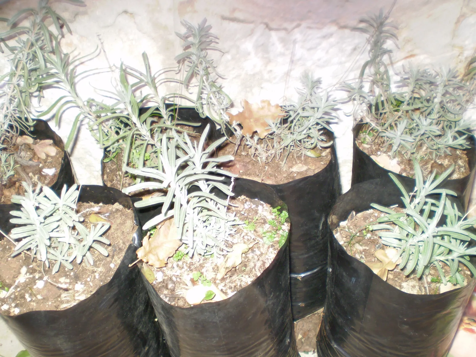 Lavanda presadnice