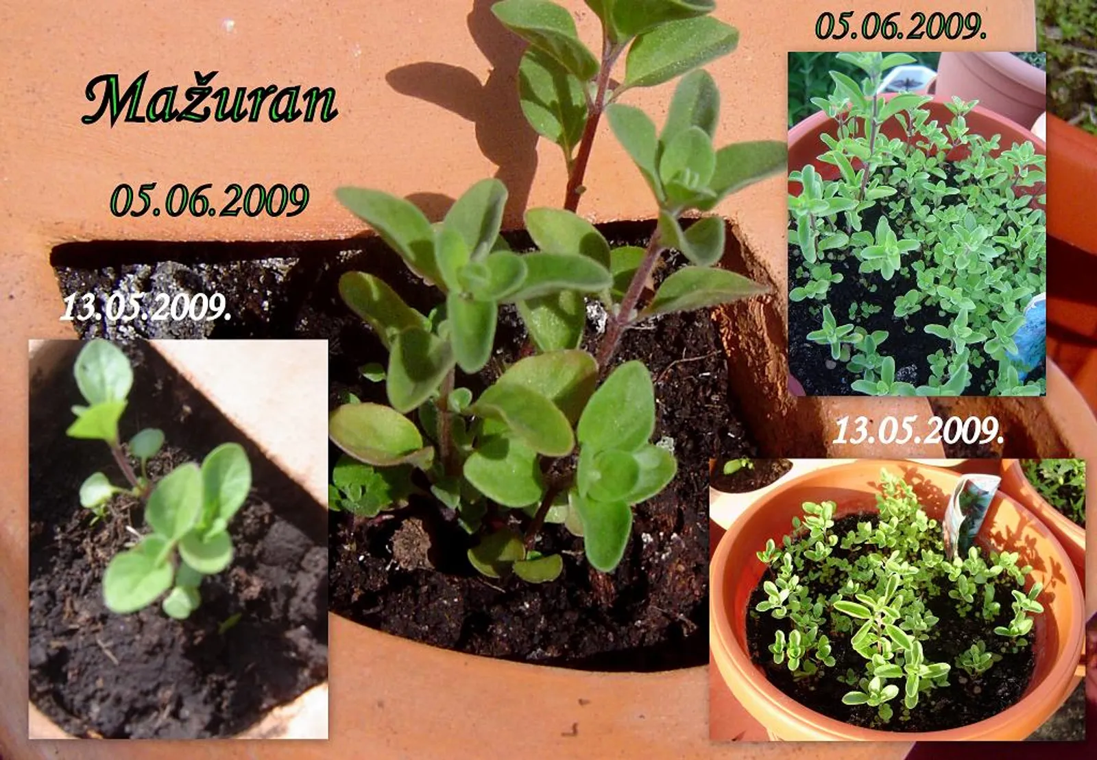 Mažuran