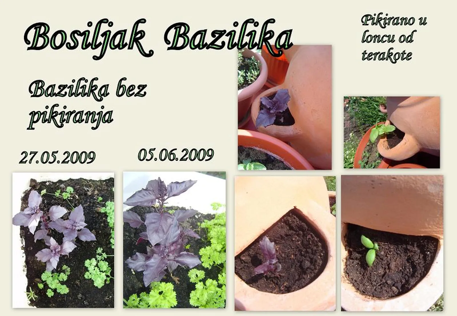 Bosiljak-bazilika