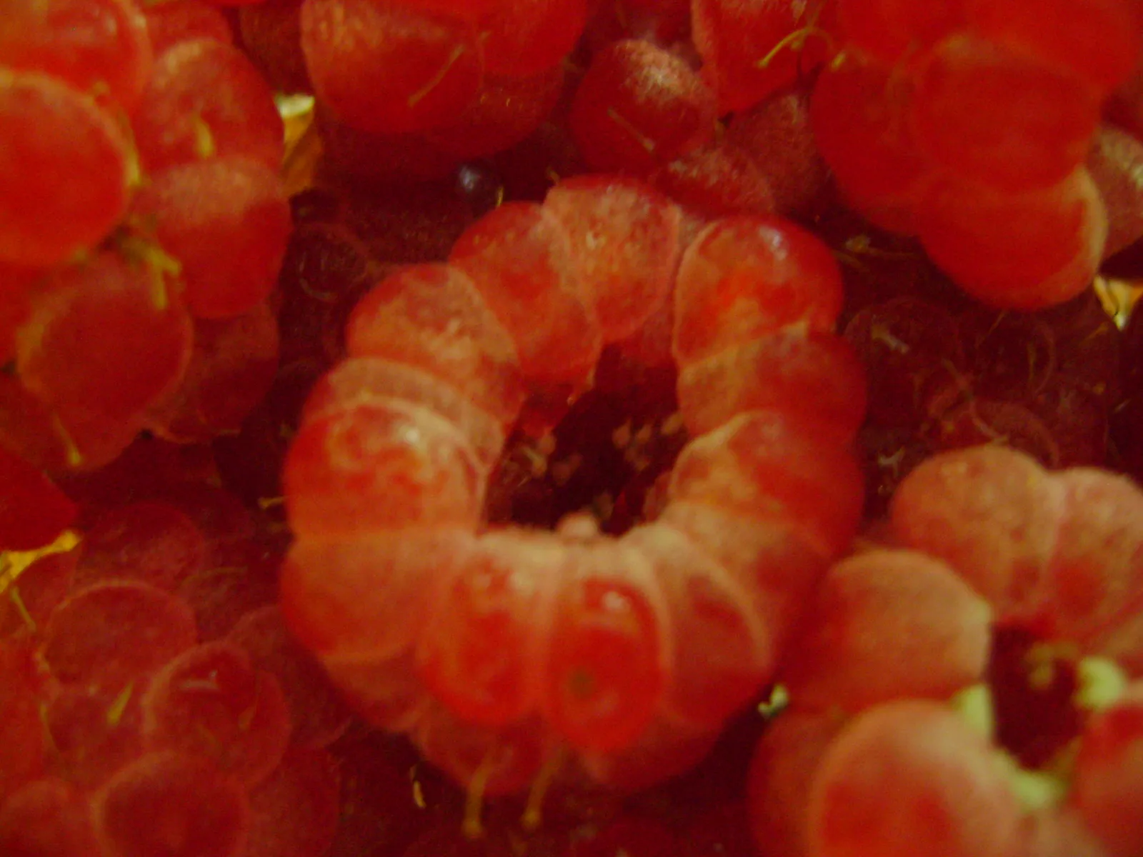 maline