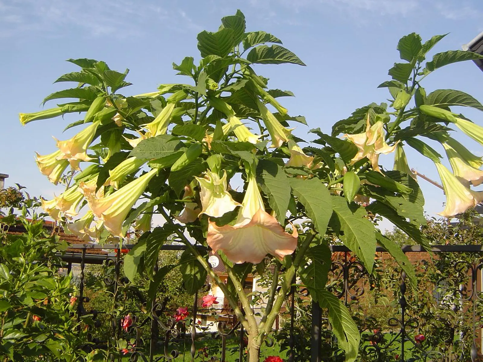 Brugmansia-tako lijepa, a tako otrovna