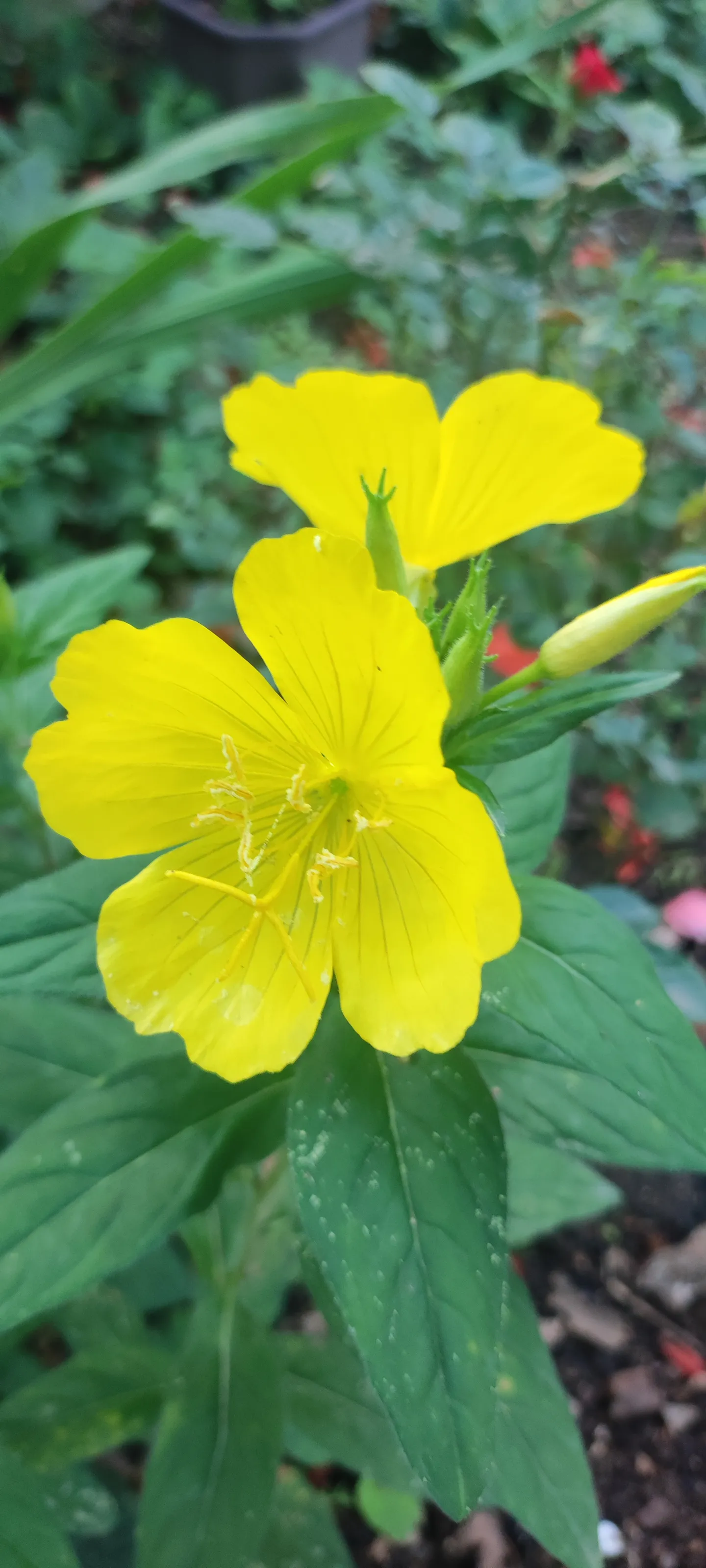 🌻