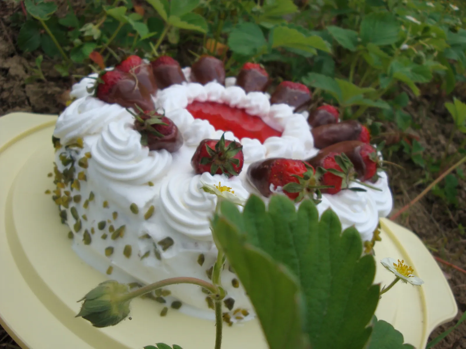 samo još jedna torta s jagodama – među jagodama…