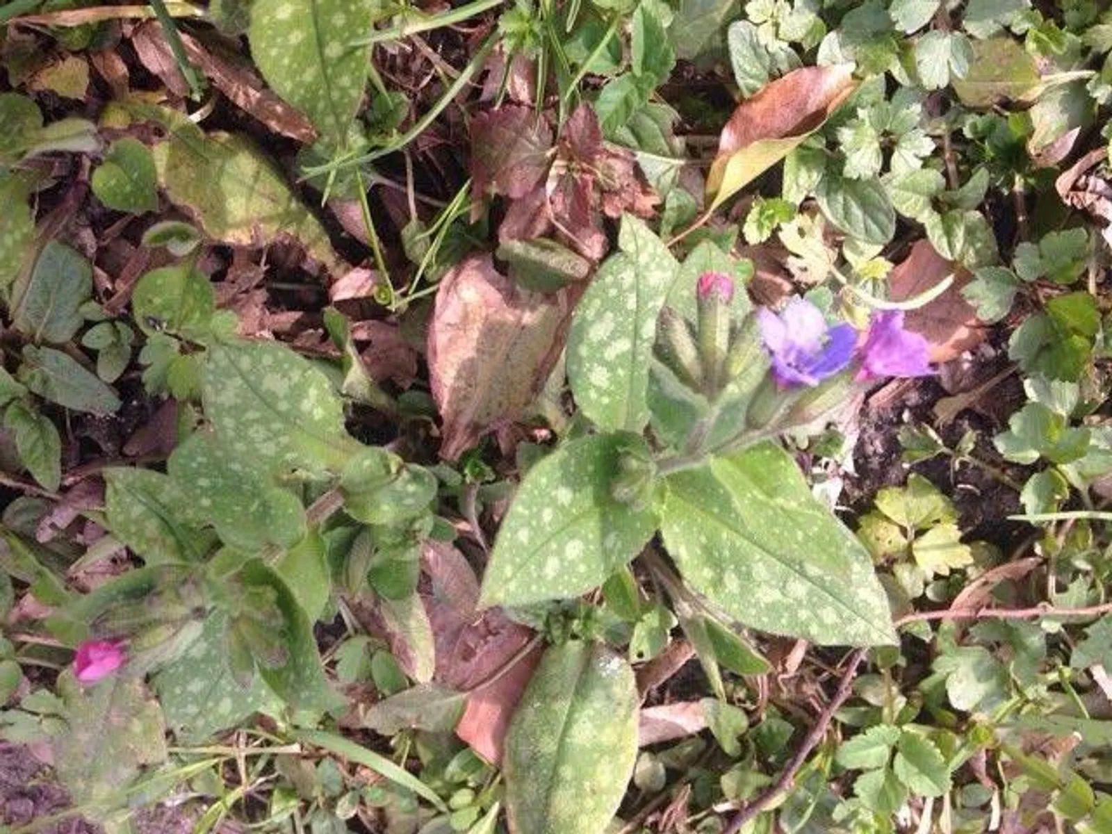 Image 2677964 (auto)