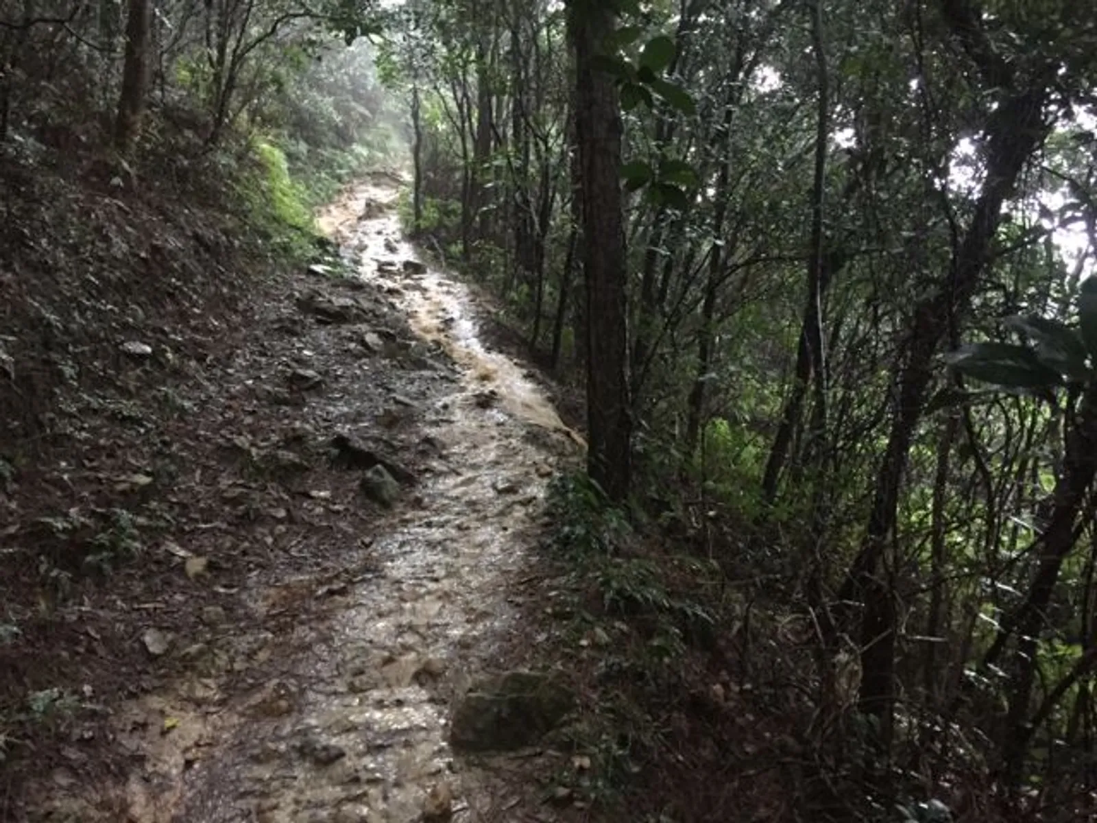 Maclehose section 3