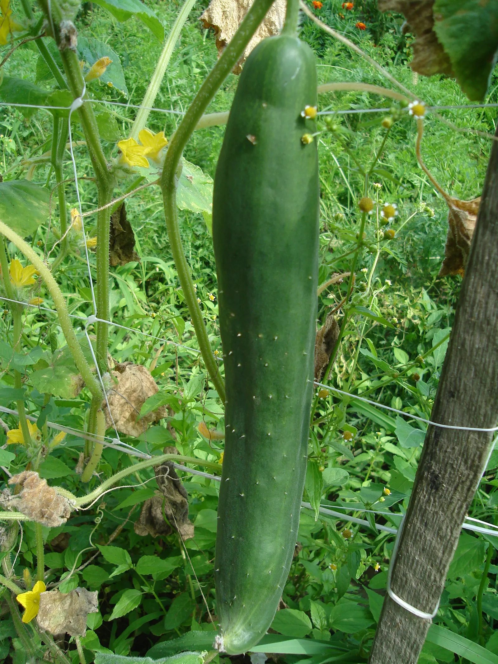 krastavac