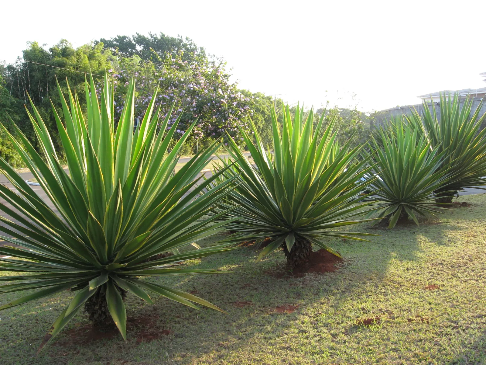 Kaktusi