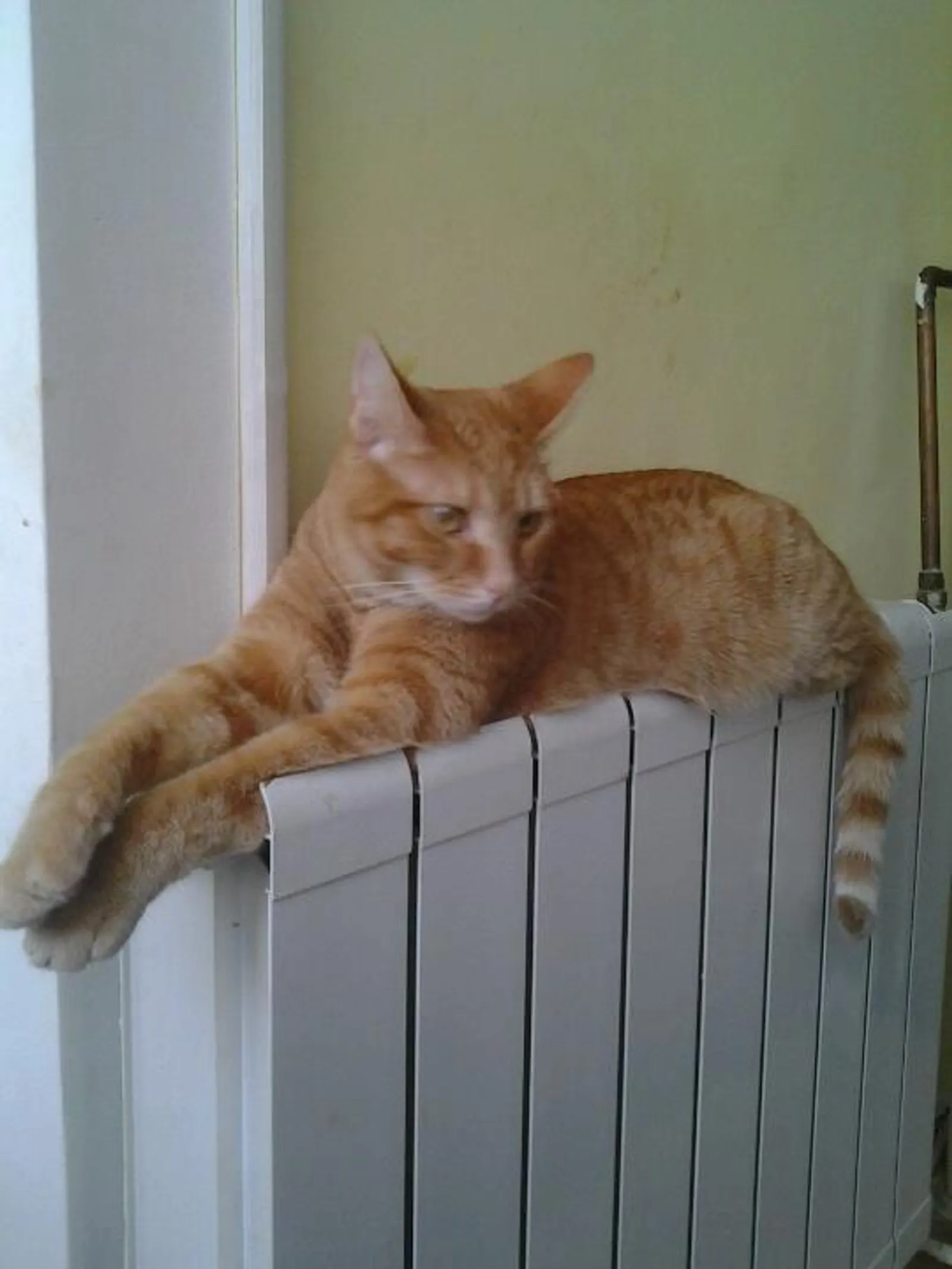Garfi