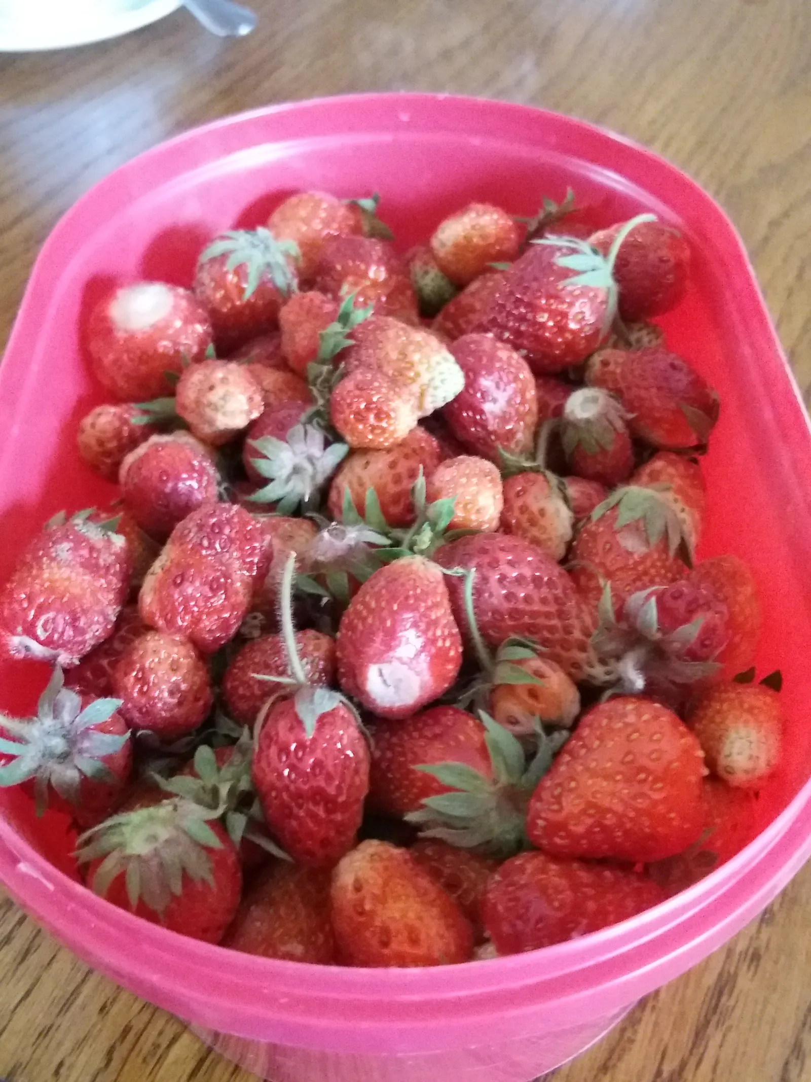 Moje jagode