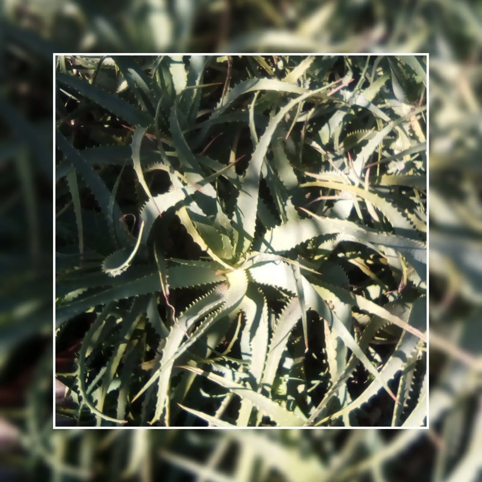 Aloja