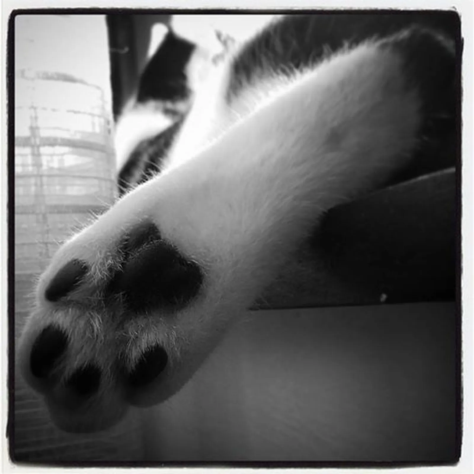 Freddie