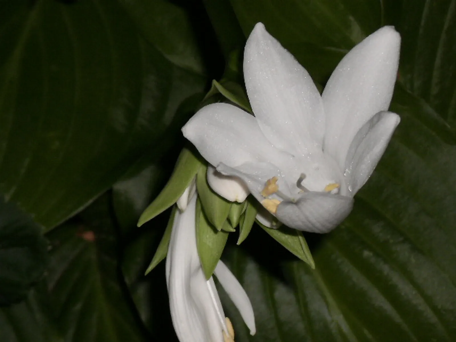 lily