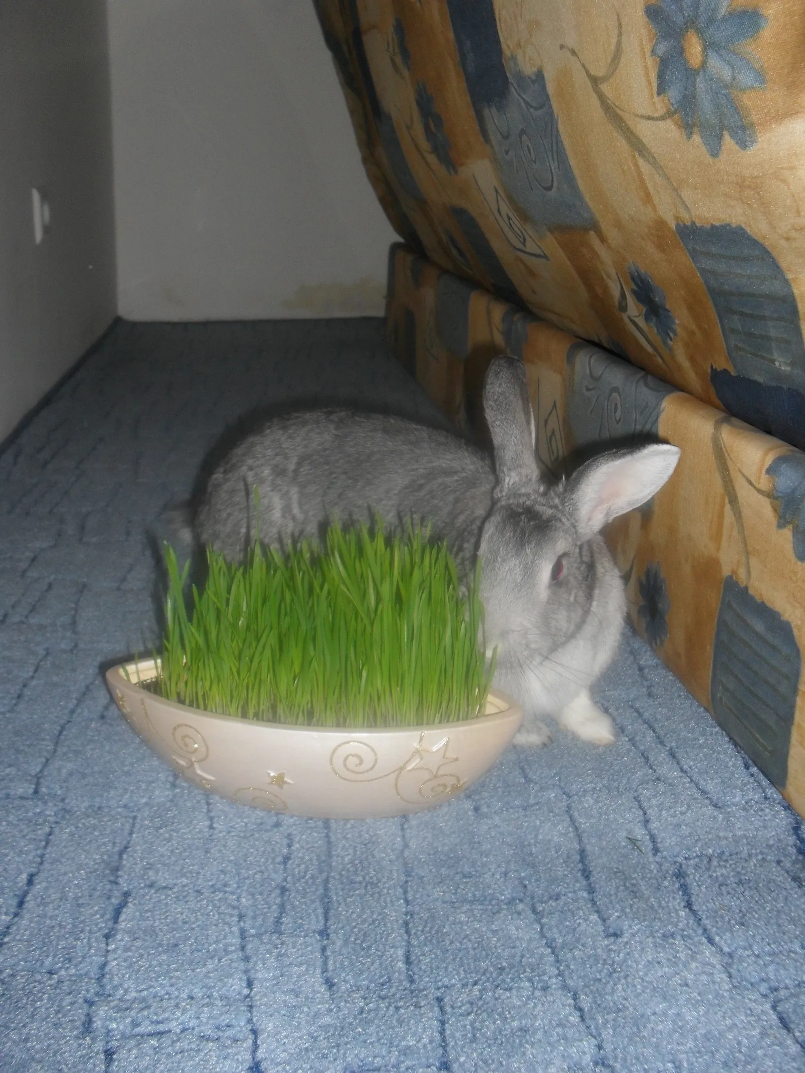 Image 994419 (auto)