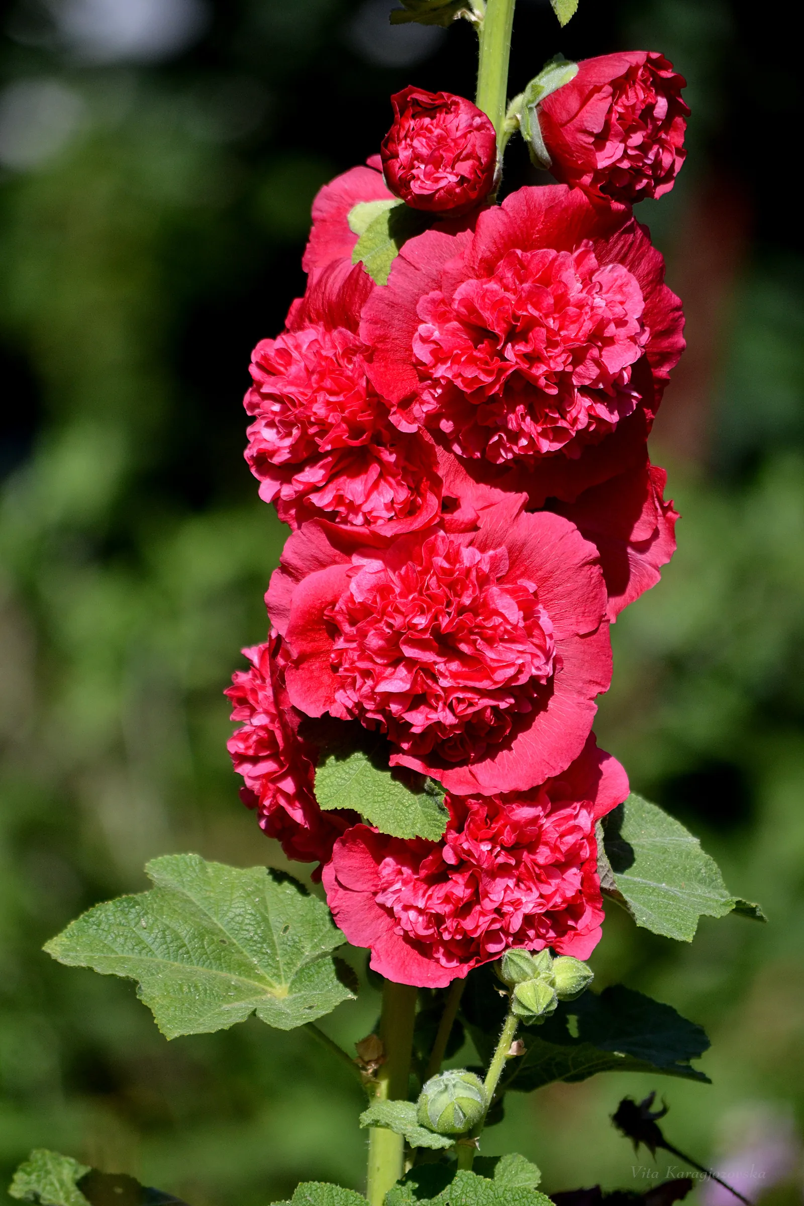 alcea roza