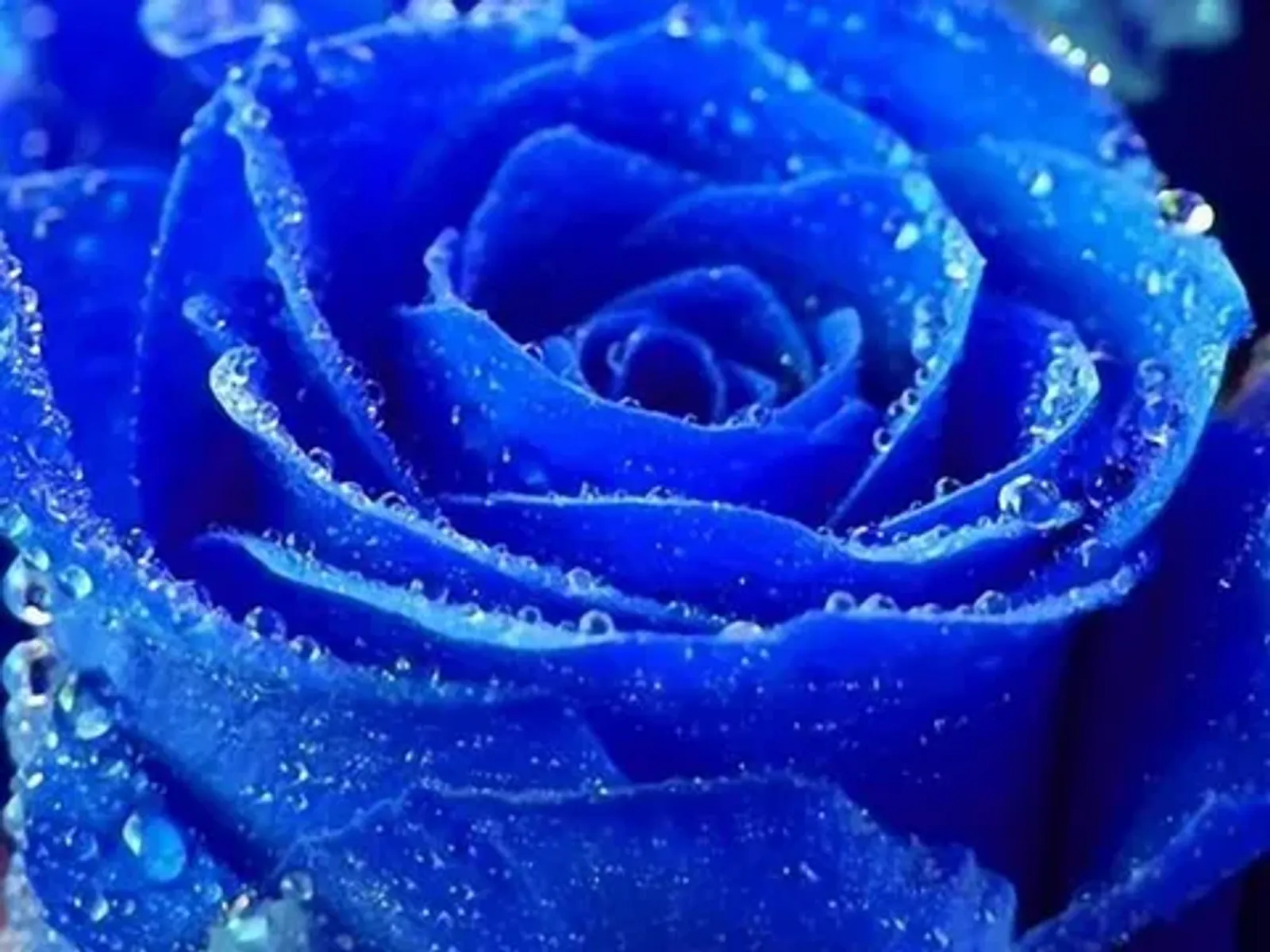 BLUE LOVE