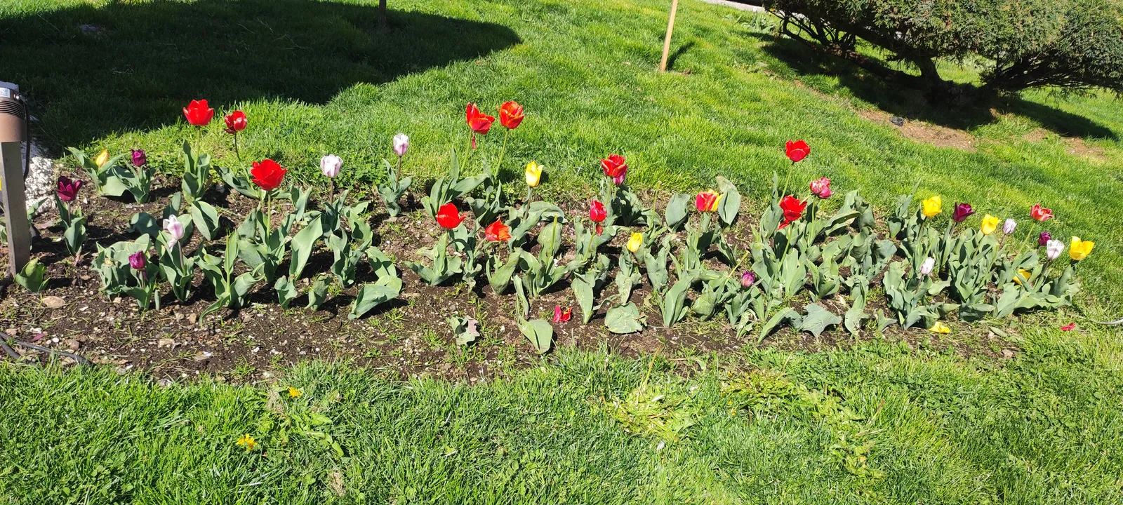 🌷🌷🌷