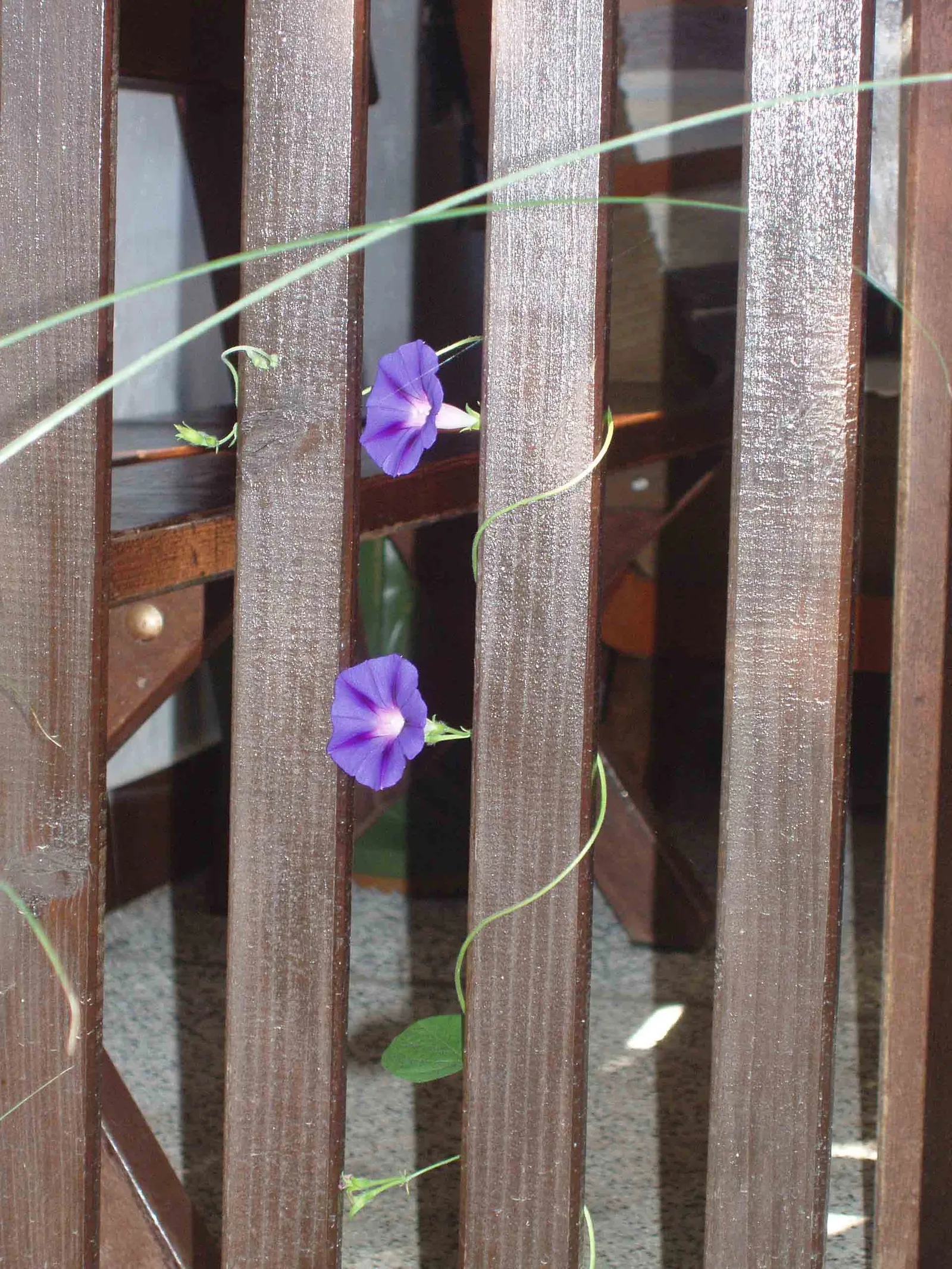 Image 506361 (auto)