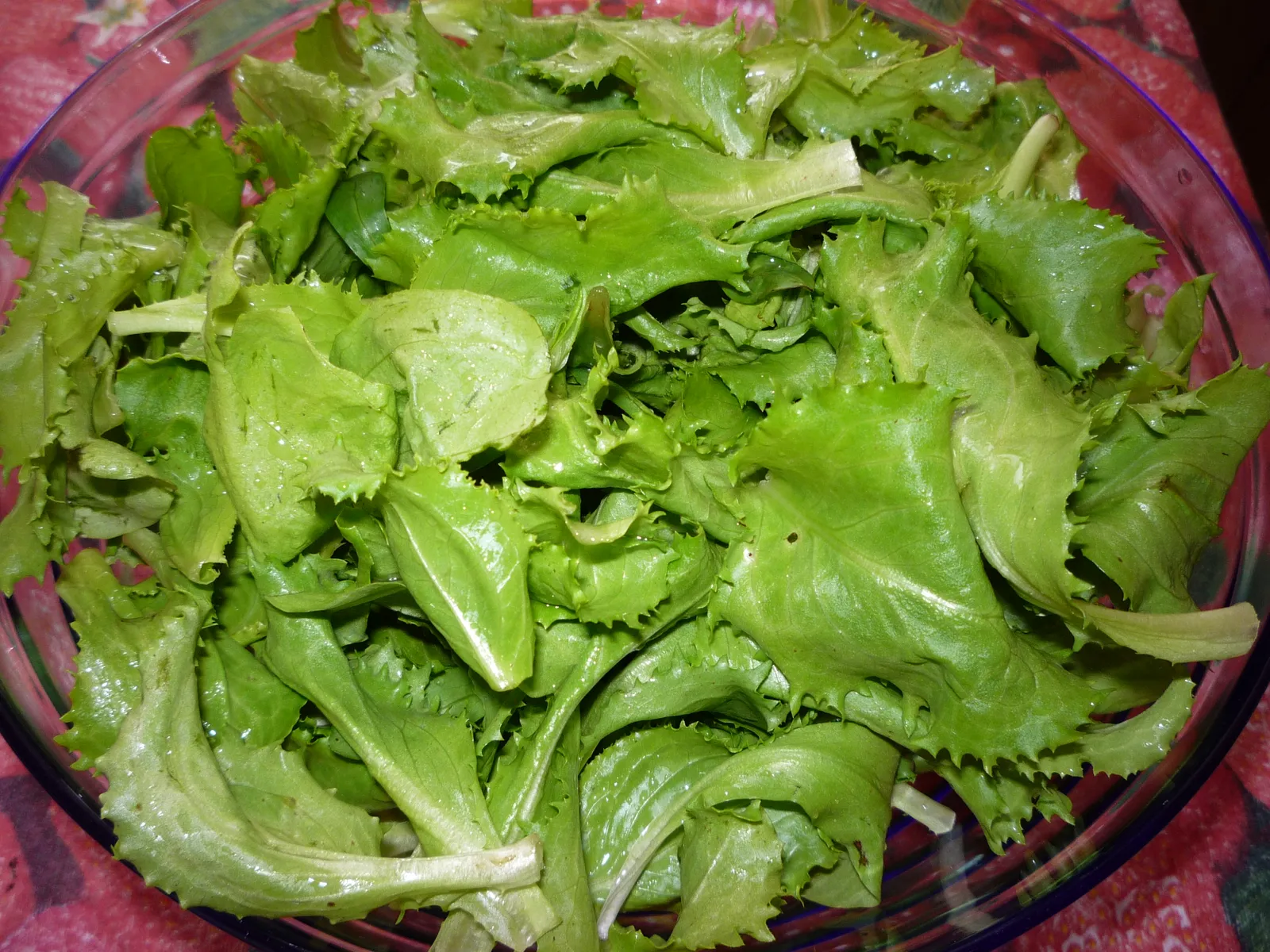 Mlada salata, prva ovogodišnja by neki od umaških vrtova