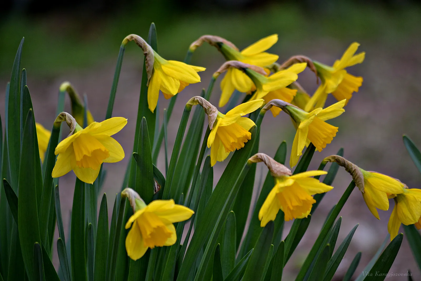 narcisi