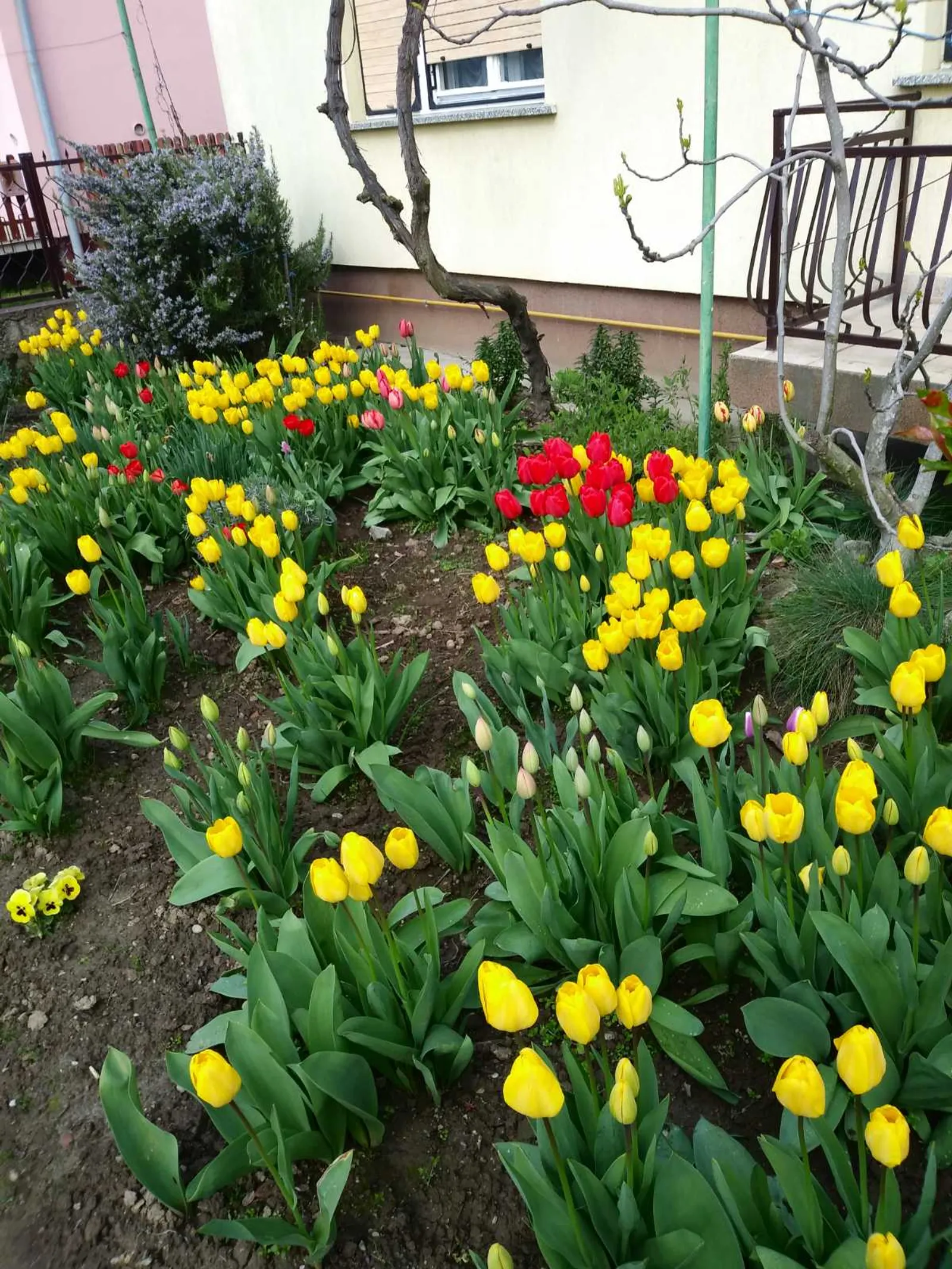 Tulipani